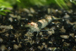 Caridina Bumble Bee